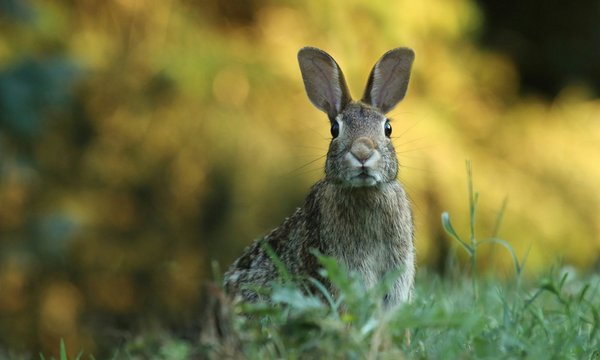 Foto von einem Wildkaninchen