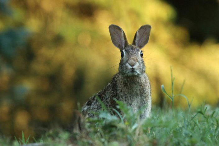 Foto von einem Wildkaninchen